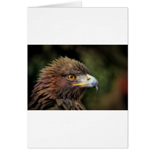 golden eagle cards (Front)