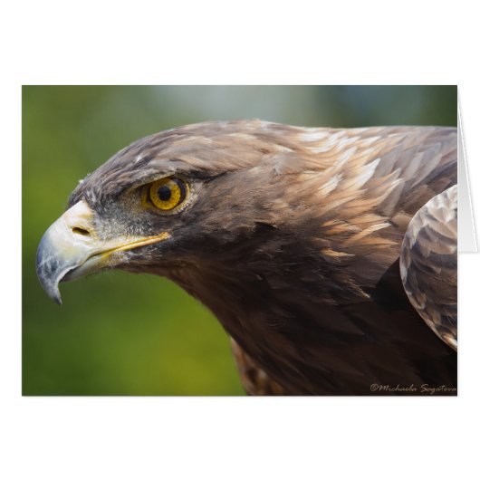 Golden Eagle closeup Cards (Front Horizontal)