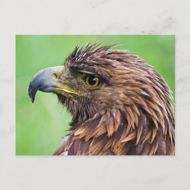 Golden Eagle Closeup Postcard (Front)