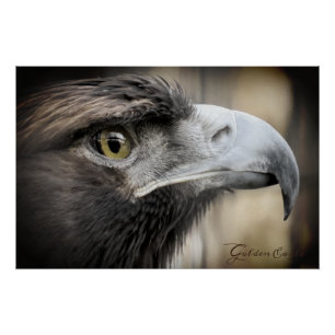 Golden Eagle: Glossy Poster