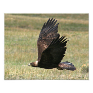 Golden Eagle in Flight 11x14 horizontal Photo Print