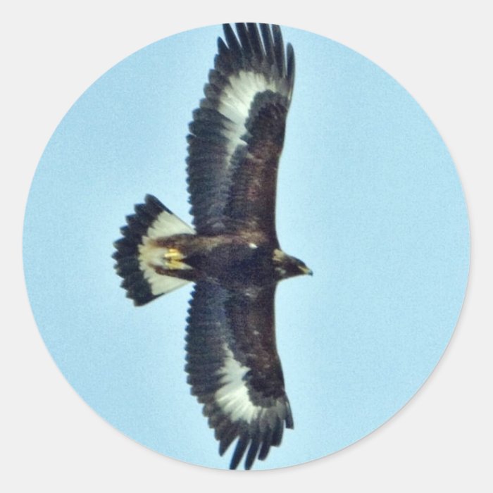 Golden Eagle in Flight Sticker