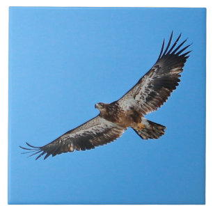 Golden Eagle Large 6" x 6" Ceramic Tile