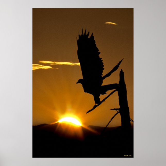 Golden Eagle - Northern CA  - Sierra Nevadas Poster (Front)