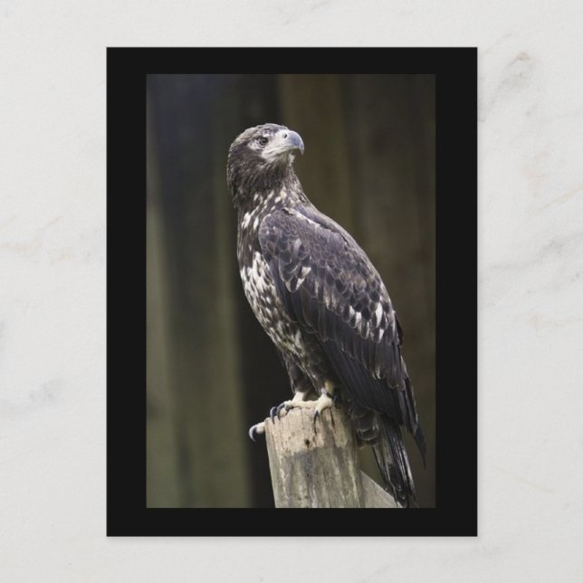 Golden Eagle Photo Postcard (Front)