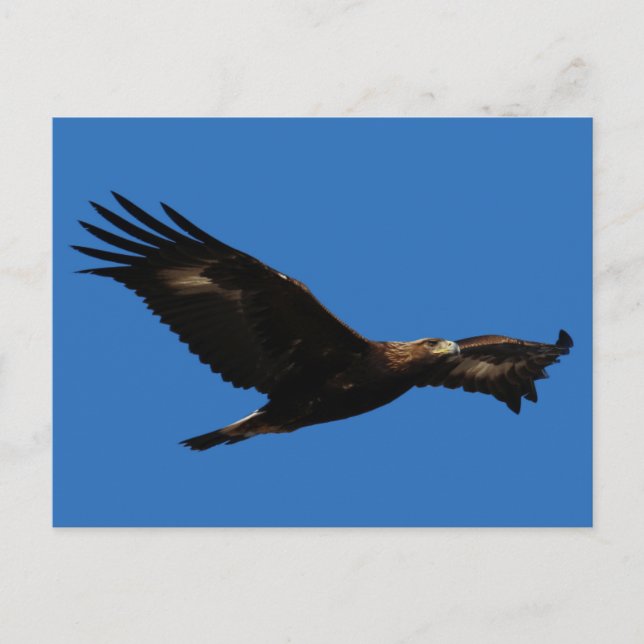 Golden Eagle Postcard (Front)