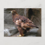 Golden Eagle Postcard at Zazzle