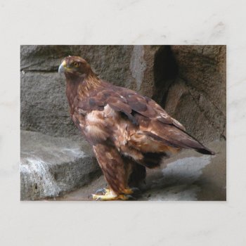 Golden Eagle Postcard by toots1 at Zazzle