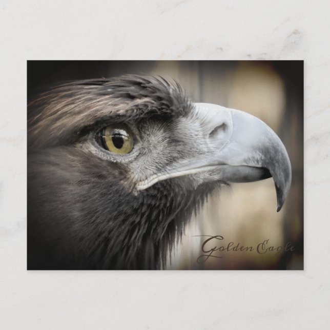 Golden Eagle：Postcard Postcard (Front)