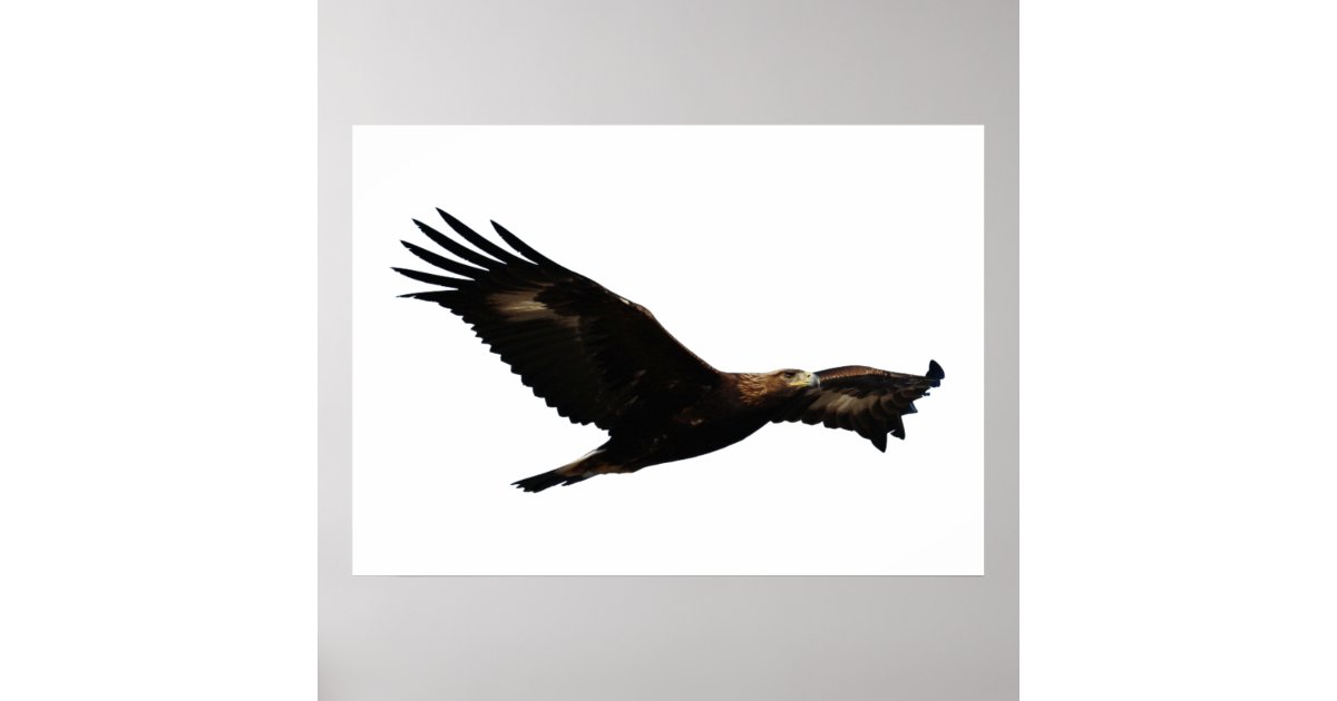 Golden Eagle Soaring Poster | Zazzle.com