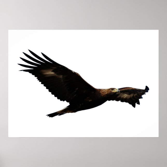 Golden Eagle Soaring Poster (Front)