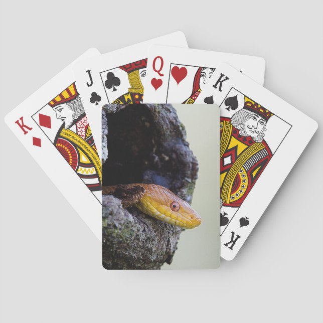 Golden Elegance: Yellow Rat Snake Playing Cards (Back)