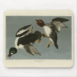 Golden-Eye Duck - from Audubon's Birds of America Mouse Pad