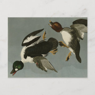 Golden-Eye Duck - from Audubon's Birds of America Postcard