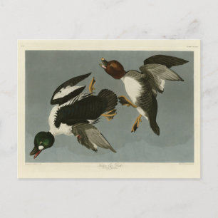 Golden-Eye Duck - from Audubon's Birds of America Postcard