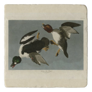 Golden-Eye Duck - from Audubon's Birds of America Trivet