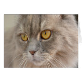 Golden Eye Grey Persian Cat (Front Horizontal)