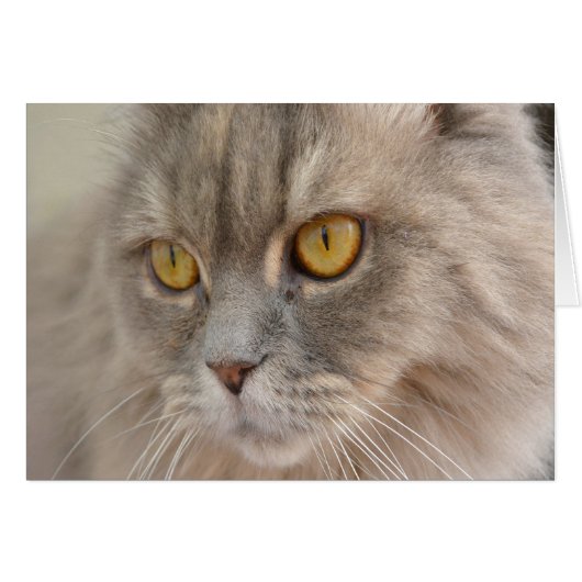 Golden Eye Grey Persian Cat Cards (Front Horizontal)