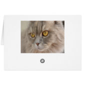 Golden Eye Grey Persian Cat Cards (Back Horizontal)