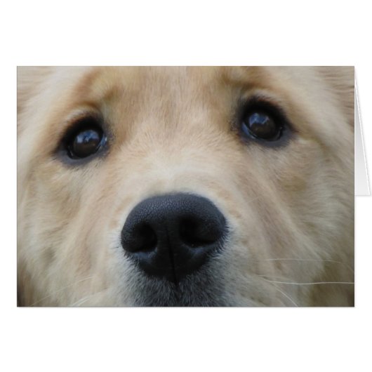 Golden Eyes (Front Horizontal)