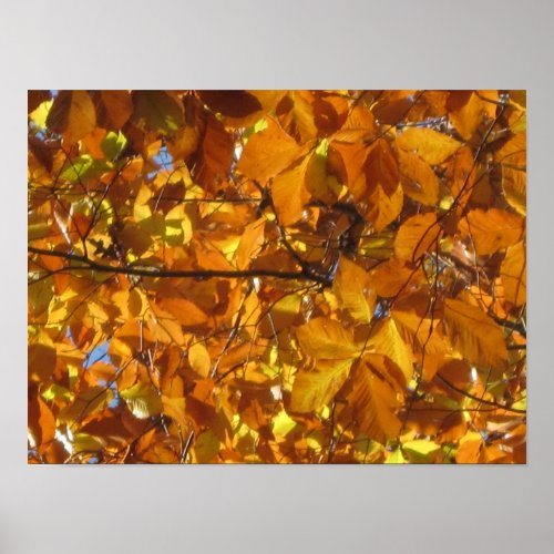 Golden Fall Leaves Poster Prints