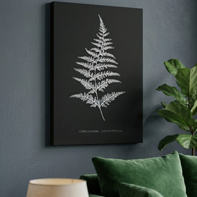 Golden Fern Frond, Gymnogramma Chrysophylla Canvas Print (Golden Fern Frond, Gymnogramma Chrysophylla. Canvas Print)