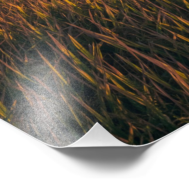 Golden Fields at Sunset | Tranquil Landscape Photo Print (Corner)