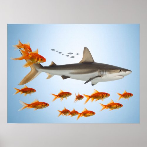 Golden Fish and Shark Poster