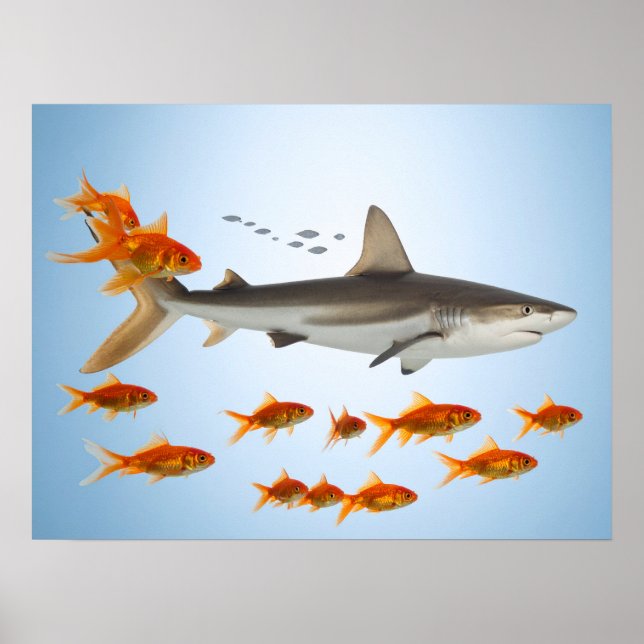 Golden Fish and Shark Poster (Front)
