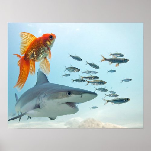 Golden Fish and Shark Poster
