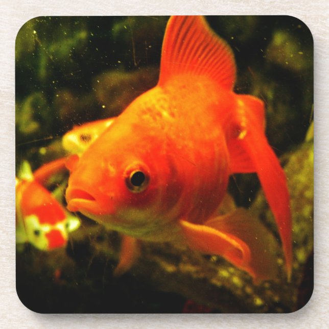 Golden fish drink coaster (Front)