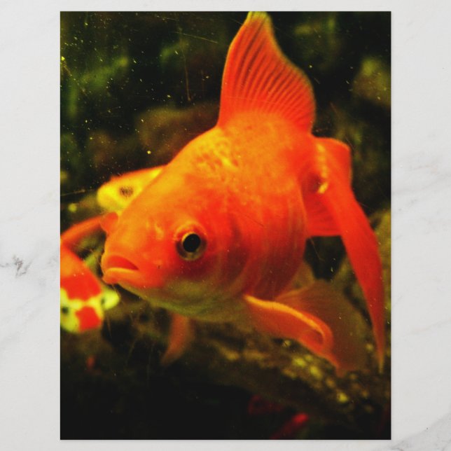 Golden fish flyer (Front)