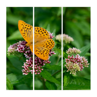 Golden Fritillary – Nature’s Harmony Triptych