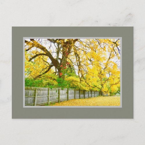 GOLDEN GLOW TREES AND LEAVES POSTCARD