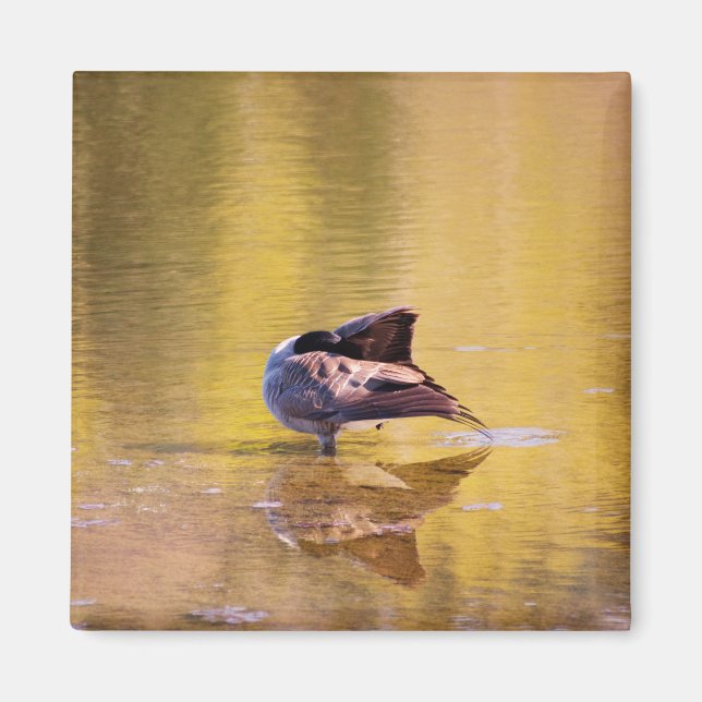 Golden Goose Magnet (Front)