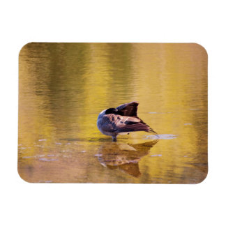 Golden Goose Magnet