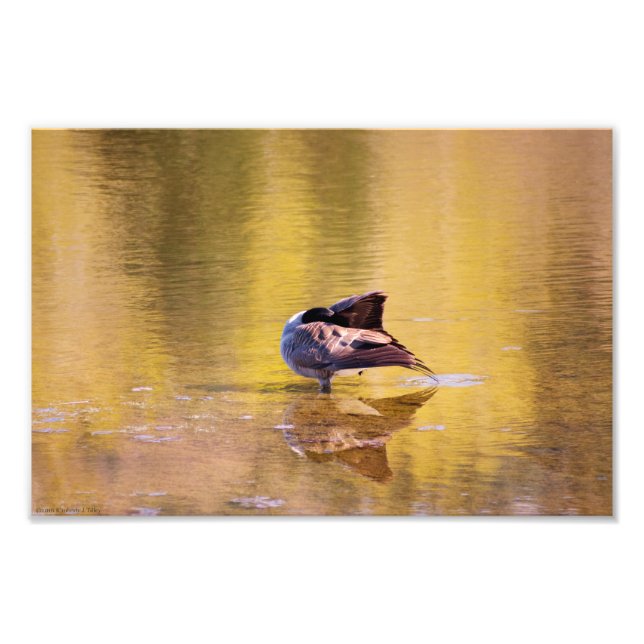Golden Goose Photo Print (Front)