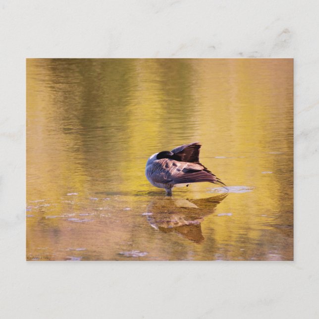 Golden Goose Postcard (Front)