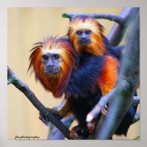 Golden Headed Lion Tamarin Poster