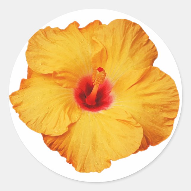 Golden hibiscus flower     classic round sticker (Front)