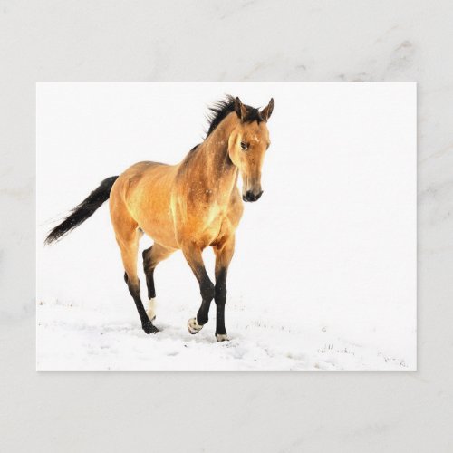 Golden horse in snow postcard