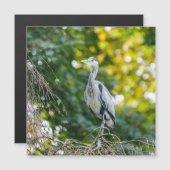 Golden Hour Grey Heron (Front/Back)