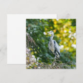 Golden Hour Grey Heron (Front/Back)