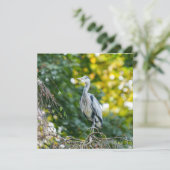 Golden Hour Grey Heron (Standing Front)