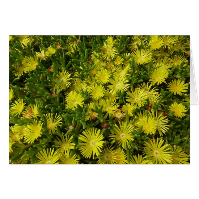 Golden Ice Plant Yellow Flowers (Front Horizontal)
