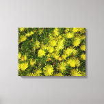 Golden Ice Plant Yellow Flowers Canvas Print