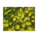 Golden Ice Plant Yellow Flowers Postcard