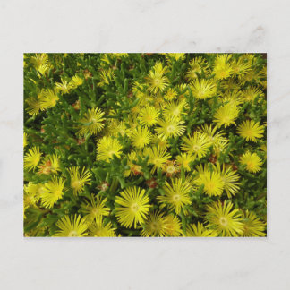 Golden Ice Plant Yellow Flowers Postcard