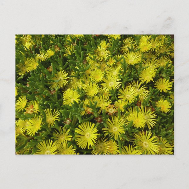 Golden Ice Plant Yellow Flowers Postcard (Front)