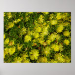 Golden Ice Plant Yellow Flowers Poster